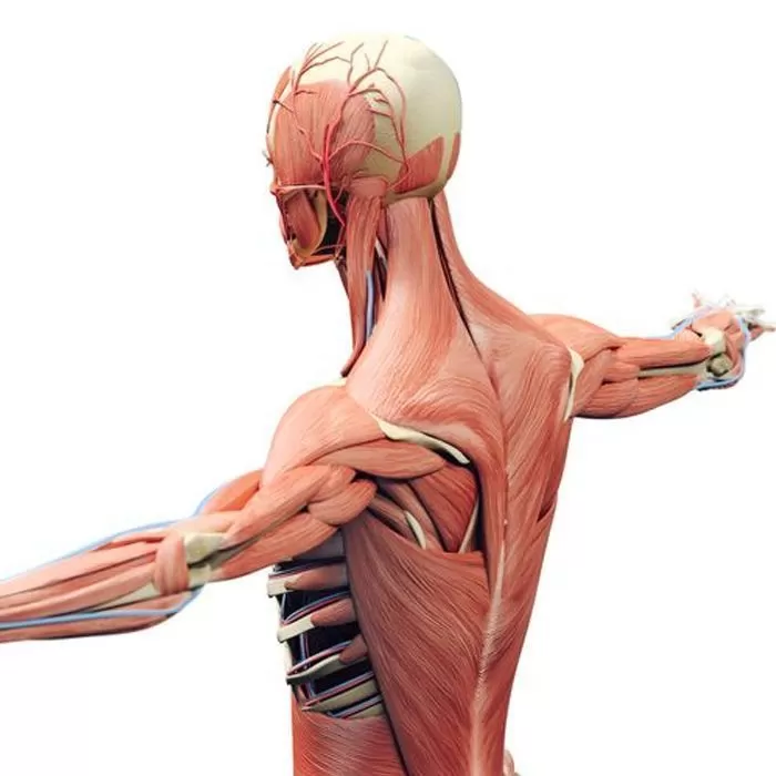 Ультразвуковая диагностика костно-мышечной системы по международным стандартам